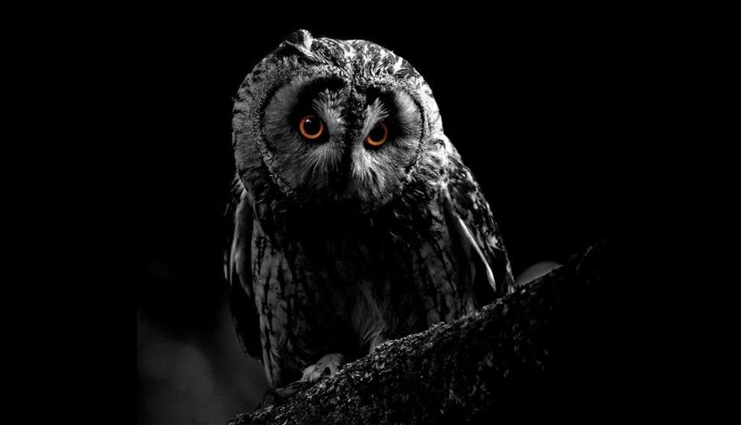 Hawk Conservancy Owl